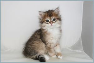 Female Siberian Kitten from Deedlebug Siberians